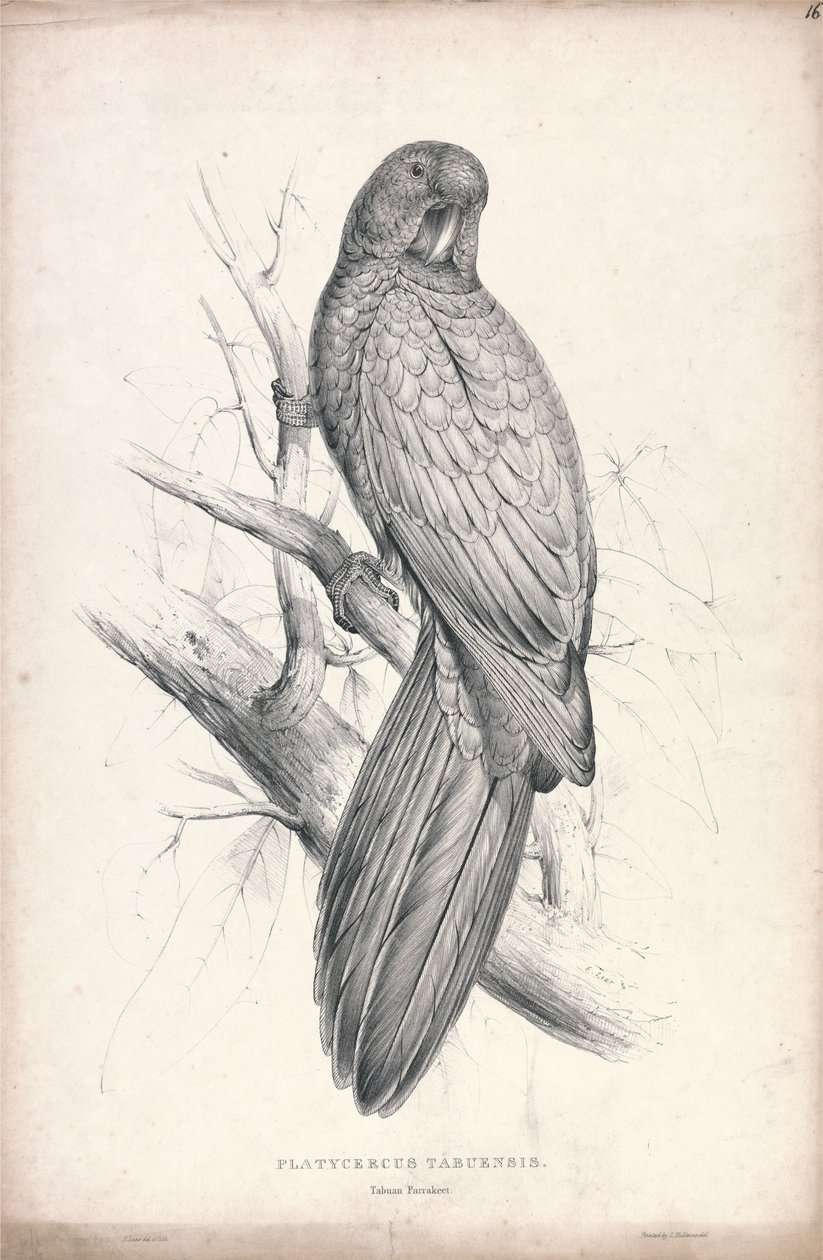 Platycereus tabuensis / Tabuan-papagáj (16. ábra) alkotó: Edward Lear