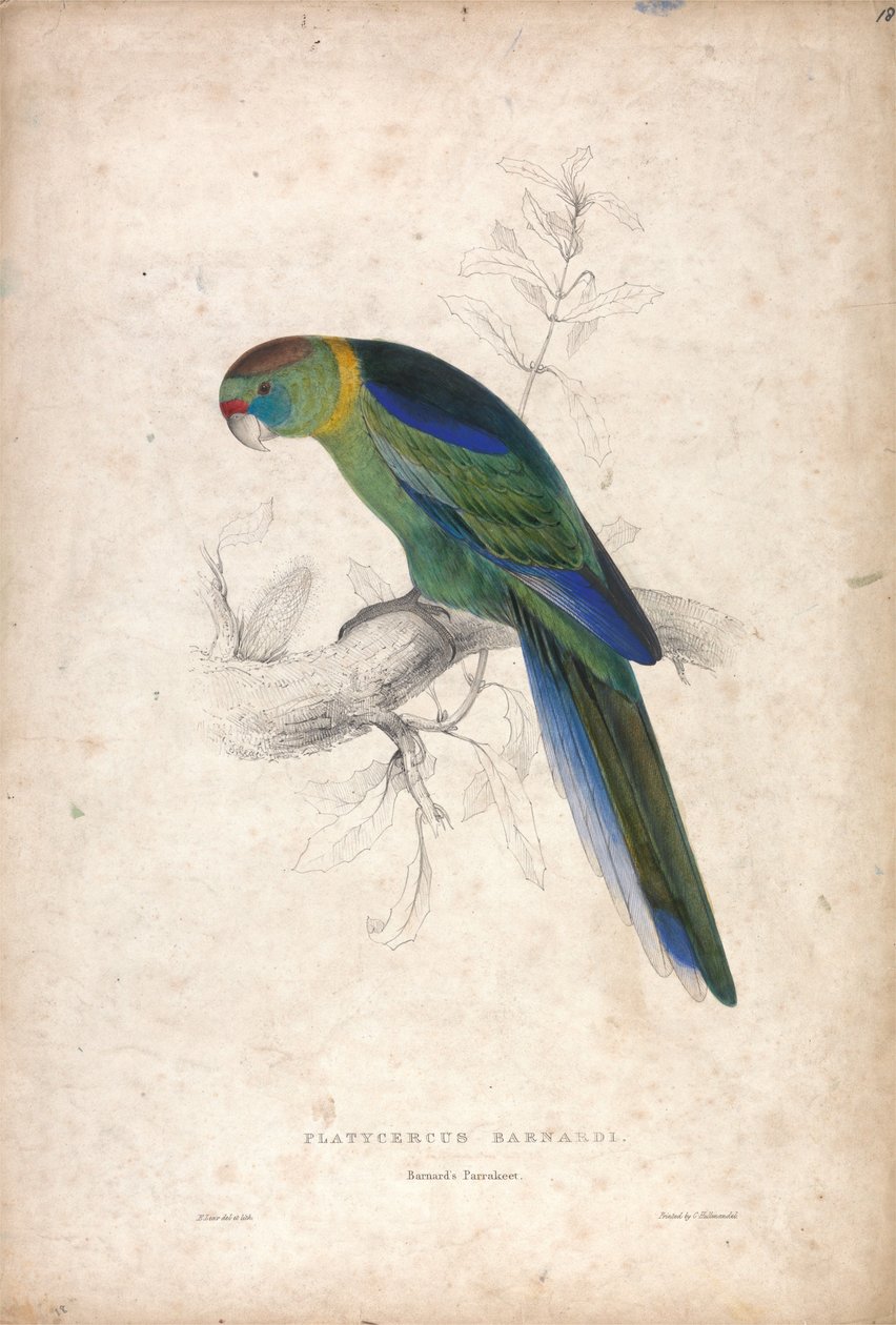 Platycerus Barnardi / Barnard-papagáj (18. ábra) alkotó: Edward Lear