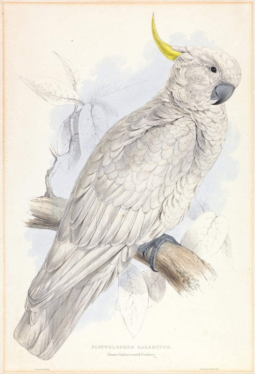 Plyctolophus Galeritus. Nagy kéncsőrű kakadu. alkotó: Edward Lear