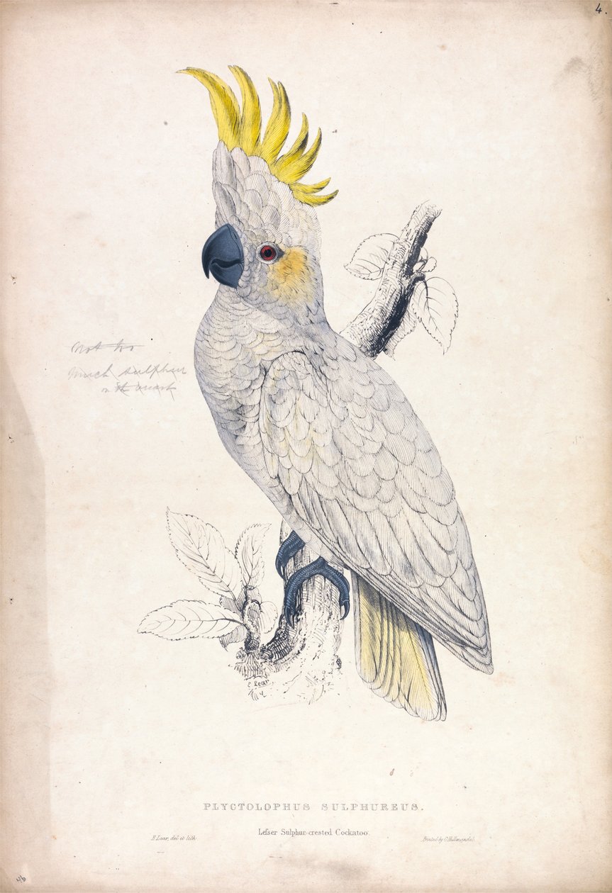 Plyctolophus sulphureus / Kis kéncsőrű kakadu (4. táblázat) alkotó: Edward Lear