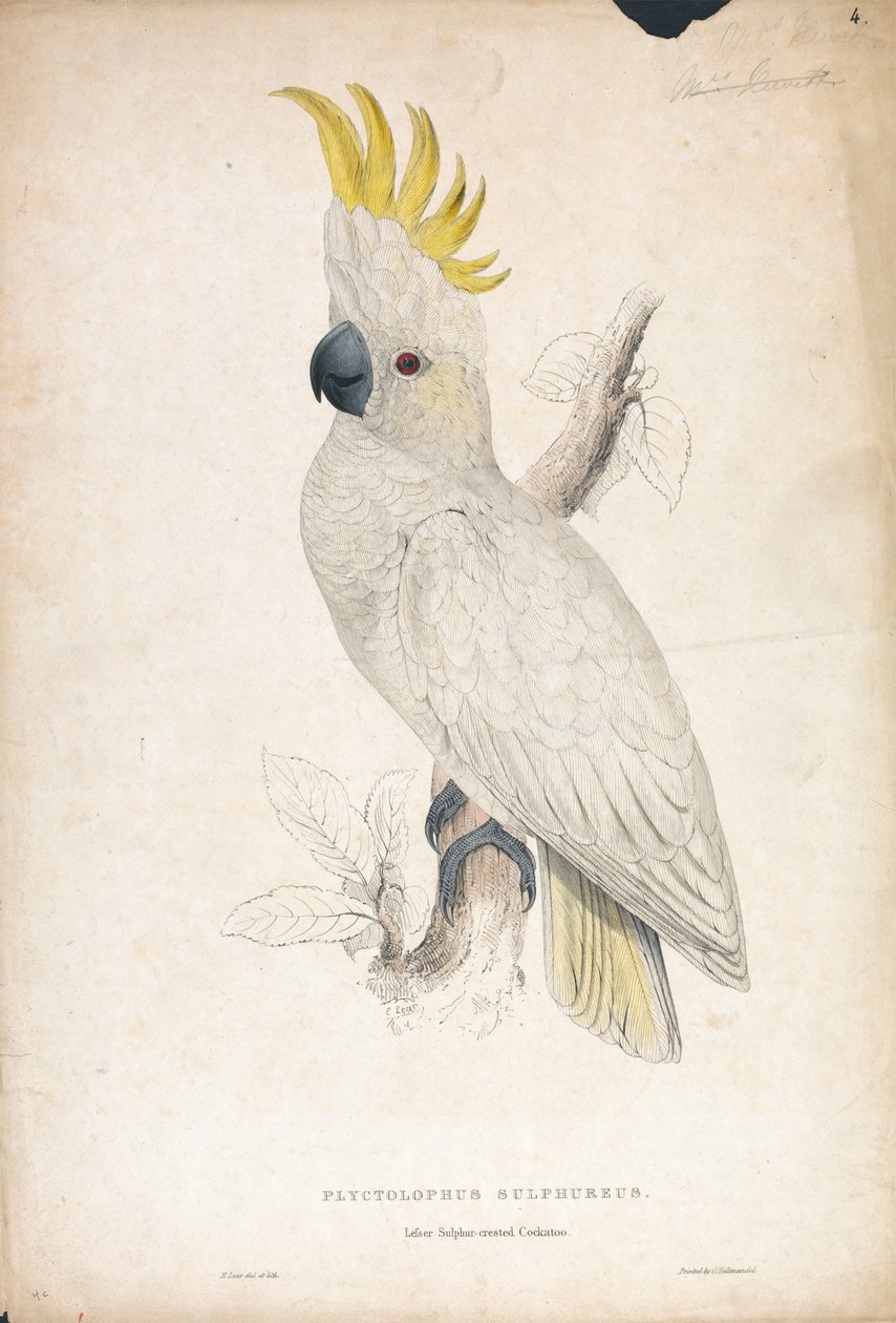 Plyctophus sulphureus / Kis kéncsőrű kakadu (4. ábra) alkotó: Edward Lear