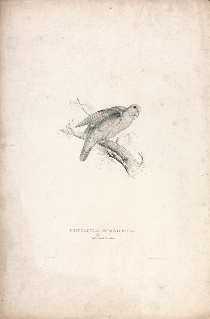 Psittacula rubrifrons / Vörös homlokú papagáj (41. ábra) alkotó: Edward Lear
