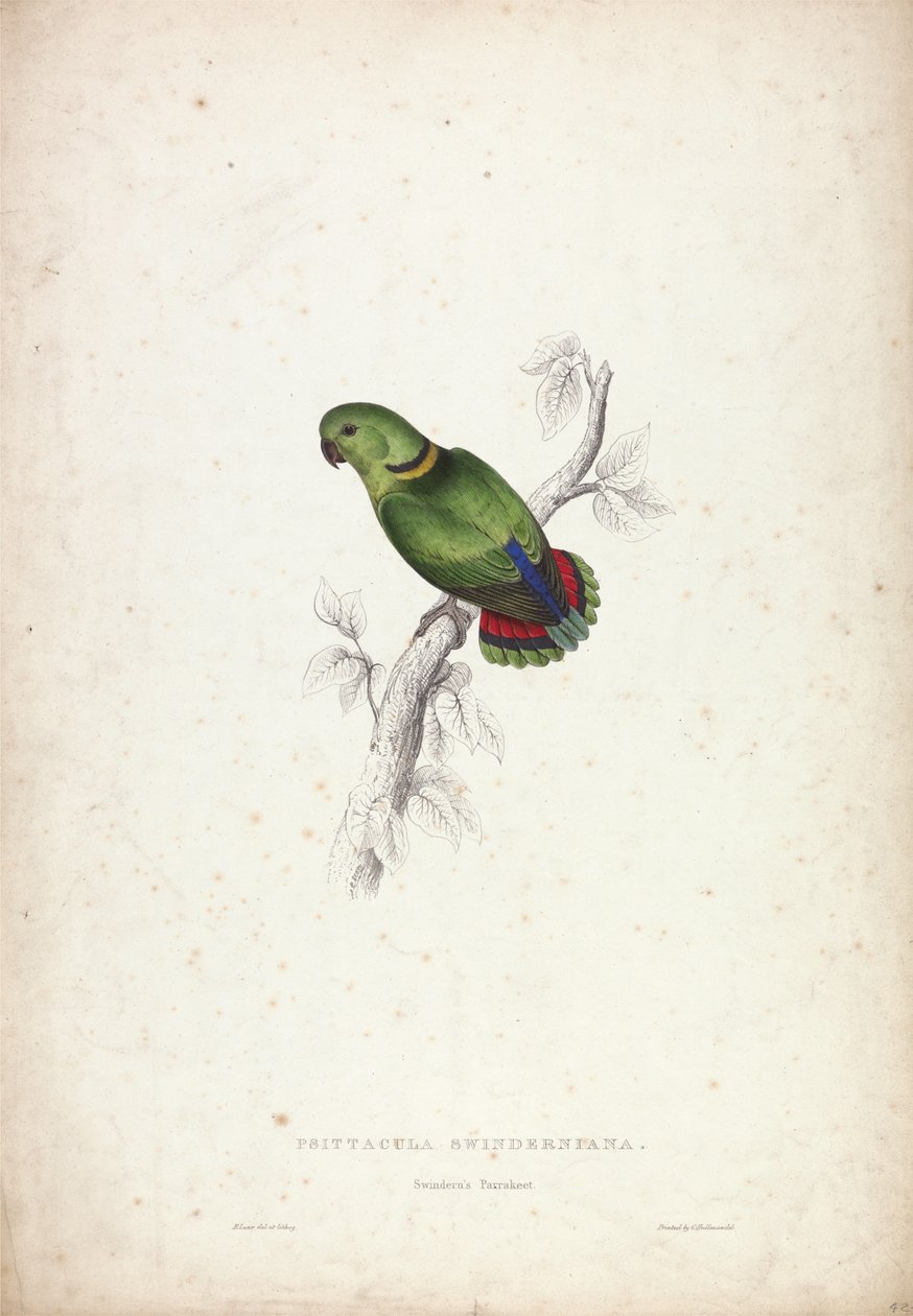 Psittacula Swinderniana. Swindern-papagáj alkotó: Edward Lear