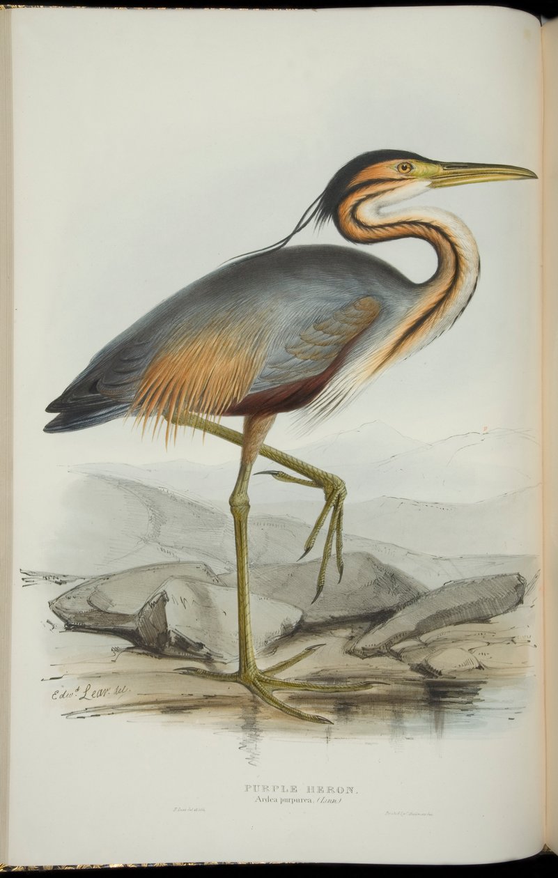 Purple Heron, John Gould „Európa madarai”-ból alkotó: Edward Lear