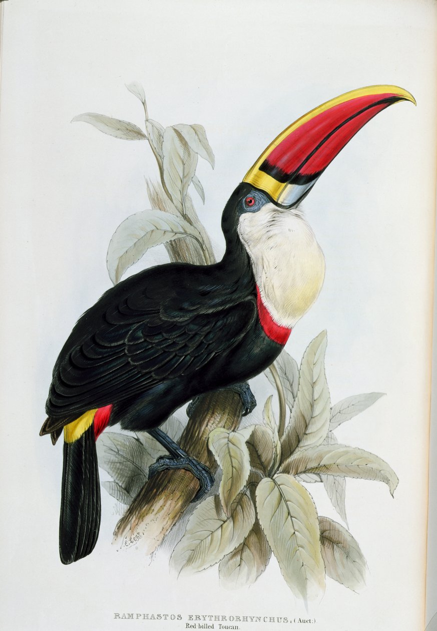 Vöröscsőrű tukán, John Gould (1804-81) 1833-35 között megjelent „A Ramphastidae vagy a tukánok családjának monográfiájából” alkotó: Edward Lear