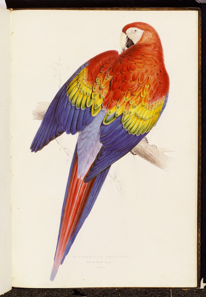 Vörös és sárga ara alkotó: Edward Lear