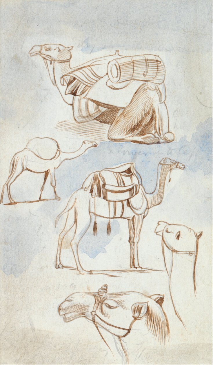 Vázlatos tanulmányok tevékről alkotó: Edward Lear