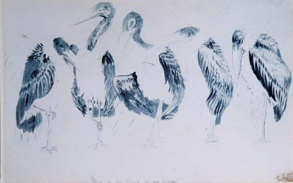 Gólya-tanulmányok alkotó: Edward Lear