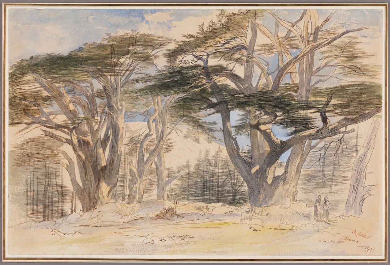 A libanoni cédrusok alkotó: Edward Lear