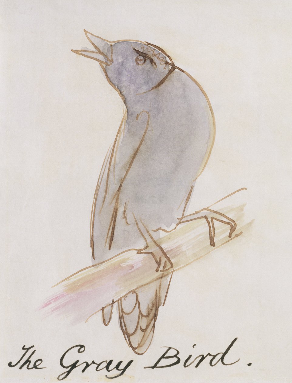 A szürke madár a „Tizenhat képregény madarak rajzából” (toll, tinta és WC papíron) alkotó: Edward Lear