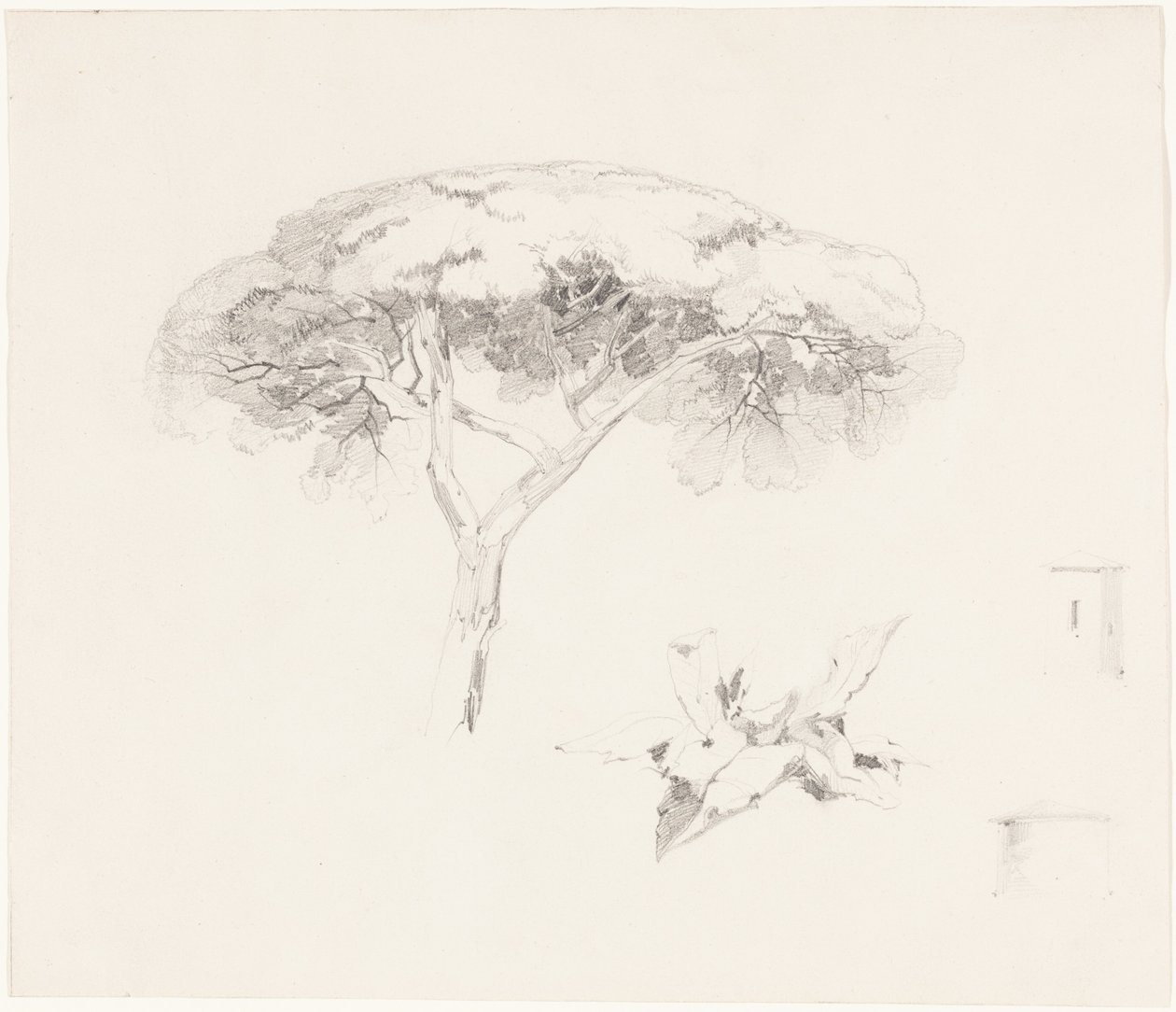 „Umbrella Pine” és egyéb tanulmányok alkotó: Edward Lear