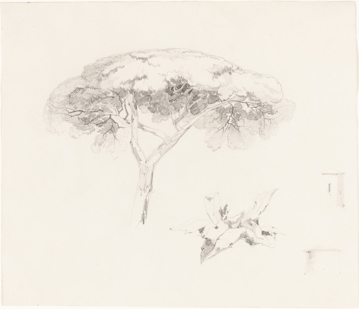 Esernyőfenyő és egyéb tanulmányok, 18391845. alkotó: Edward Lear