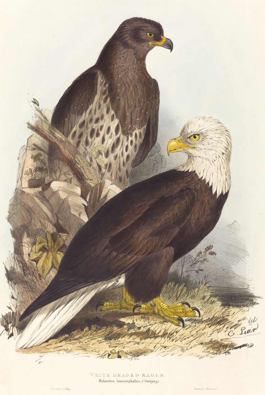 Fehérfejű sas, Haliaetus leucocephalus, 1832-1837. alkotó: Edward Lear