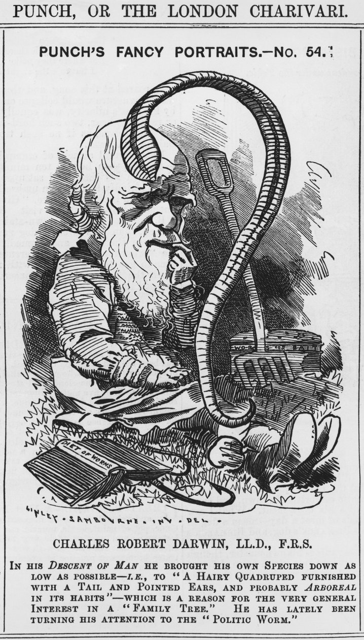 Charles Darwin, Punch díszes portréi, 54. sz., illusztráció a 