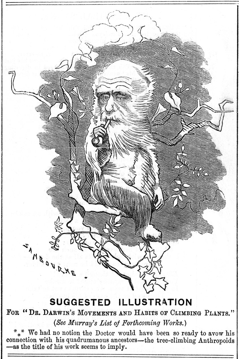 Charles Darwin angol természettudós, 1875 alkotó: Edward Linley Sambourne