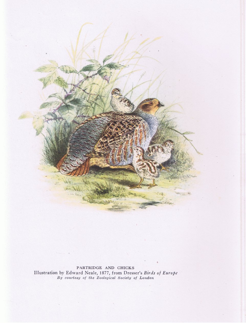 Partridge and chicks, Nature in Britain, Collins alkotó: Edward Neale