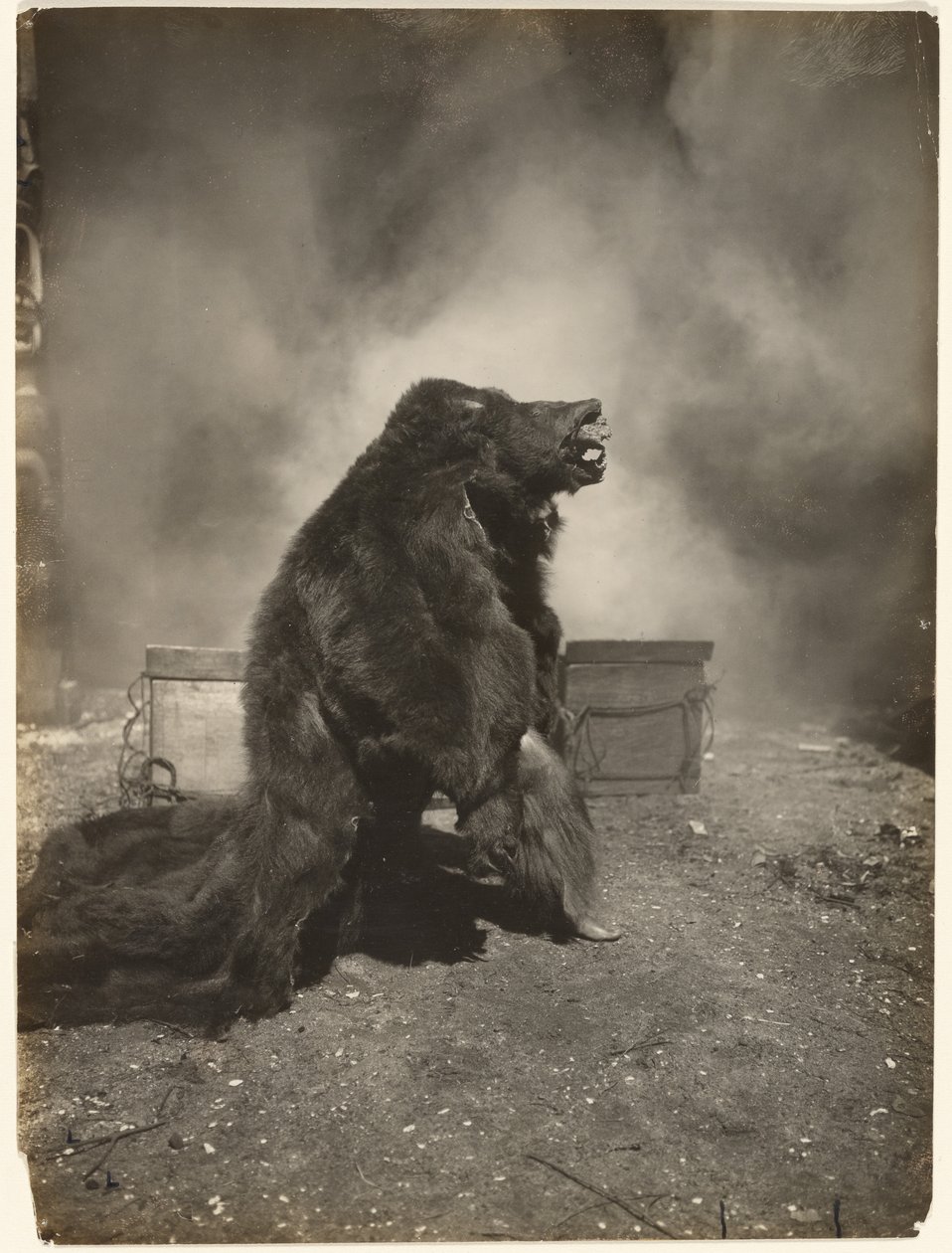 Hadd táncolja el táncát a ravasz fekete medve alkotó: Edward S. Curtis