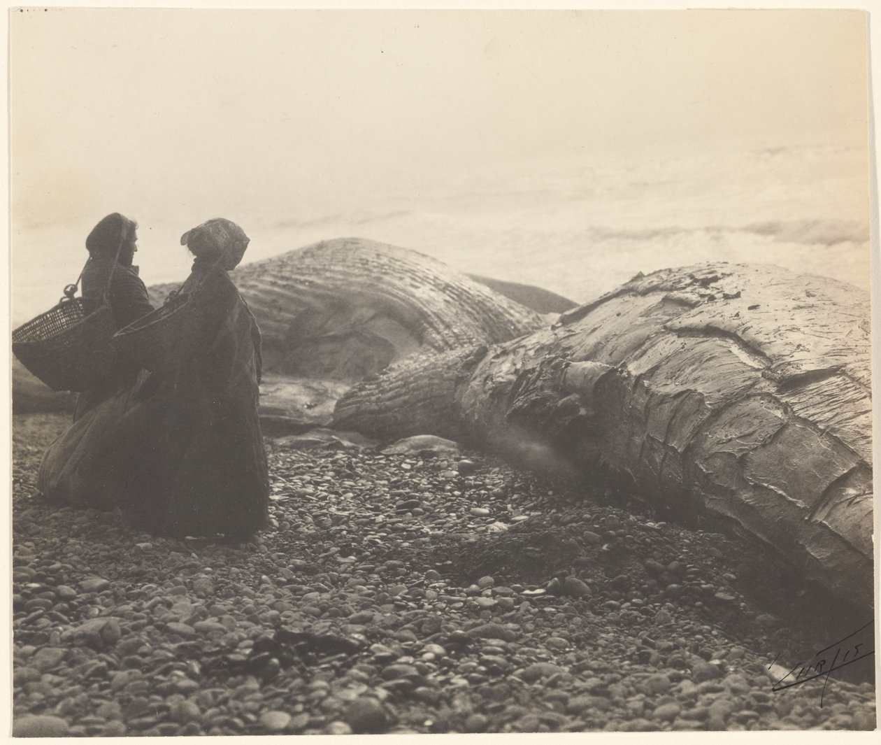 [Részben lemészárolt bálna - Makah] [Az elfogott bálna] alkotó: Edward S. Curtis