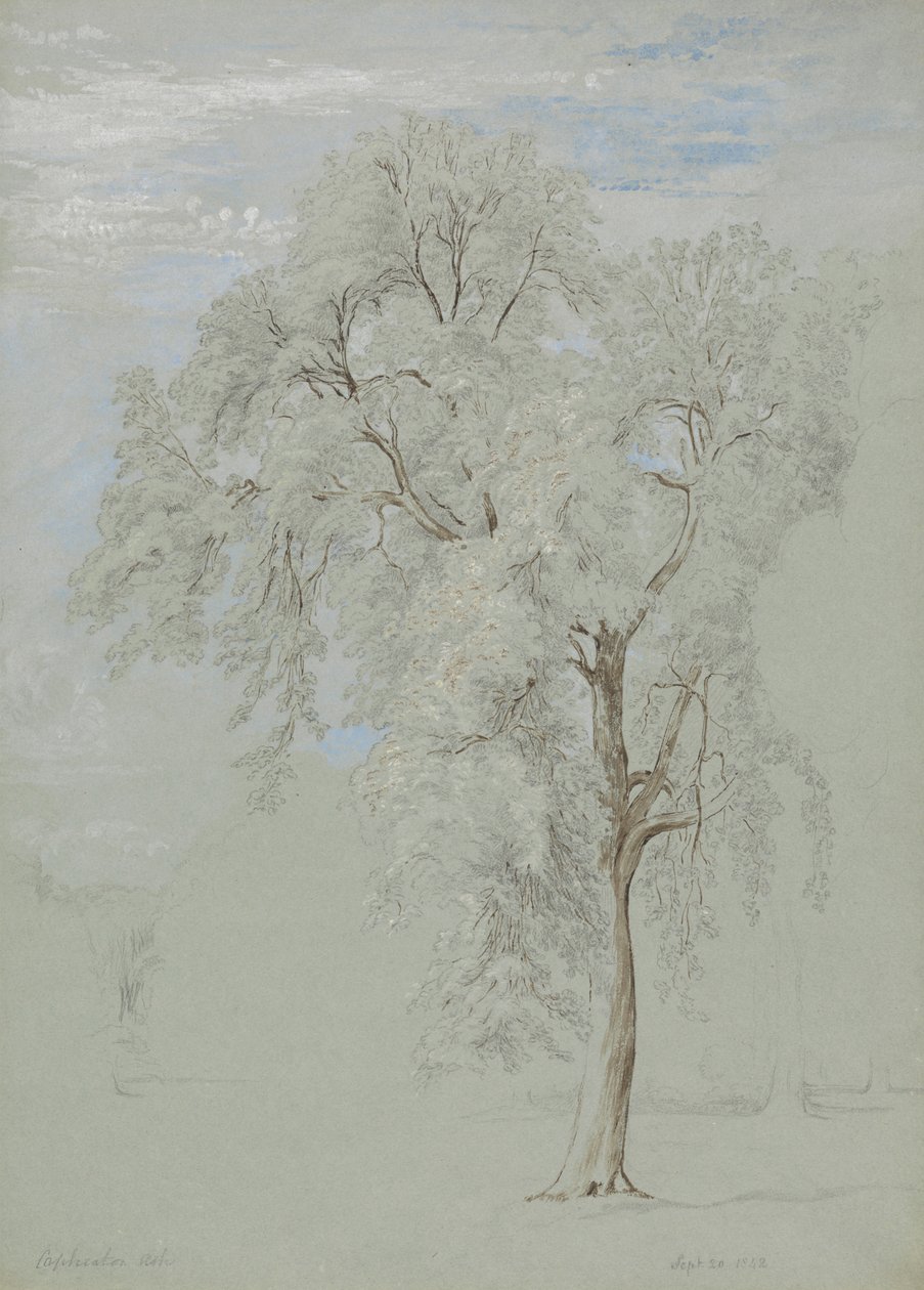 Kőrisfa alkotó: Edward Swinburne
