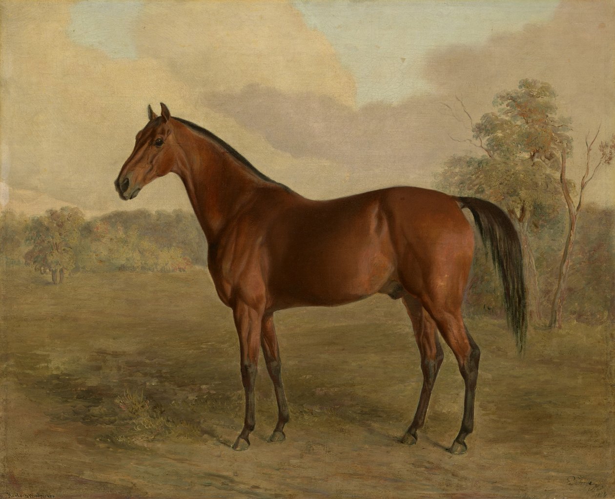 Kentucky harkály, 1834 alkotó: Edward Troye