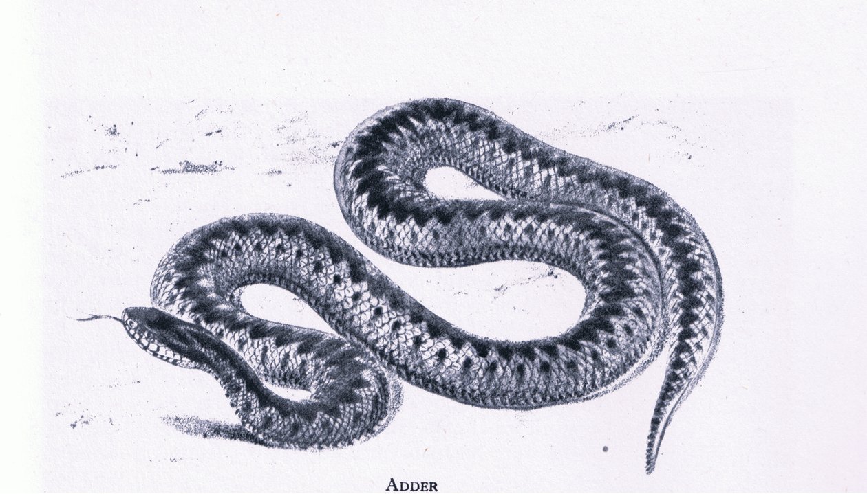 Adder, Nature in Britain kiadó Collins alkotó: Edward William (after) Cooke