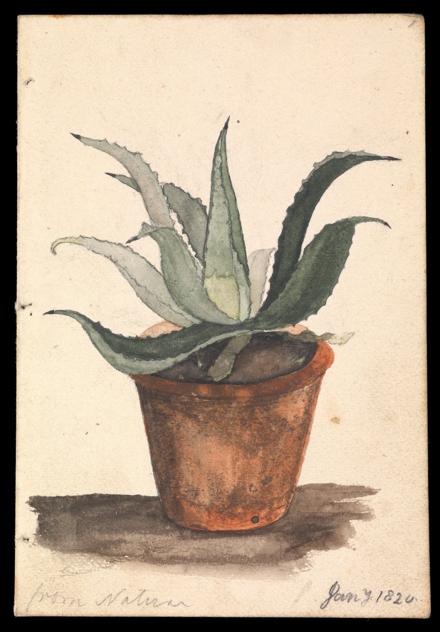 Virágcserép, benne kaktusszal, felirat: "a természettől". alkotó: Edward William Cooke