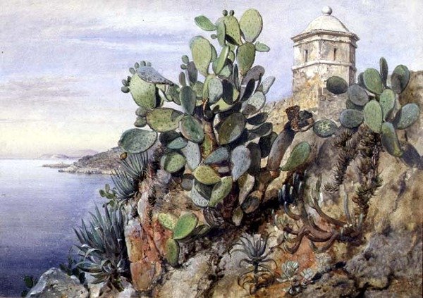 Opuntia kaktusz, Monaco alkotó: Edward William Cooke