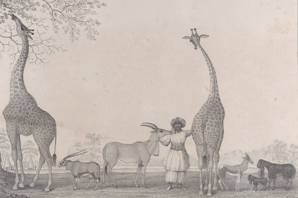 A fenséges és kecses zsiráfok, avagy teveopárdok, néhány ritka gazella állattal..., 1838. alkotó: Edward Williams Clay