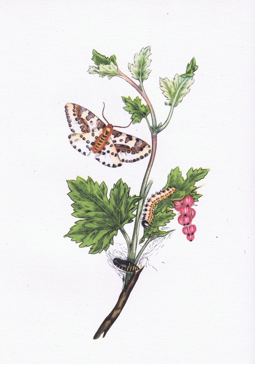 Szarka vagy ribizlimoly, Nature in Britain, Collins, 1946 alkotó: Edward after Donovan