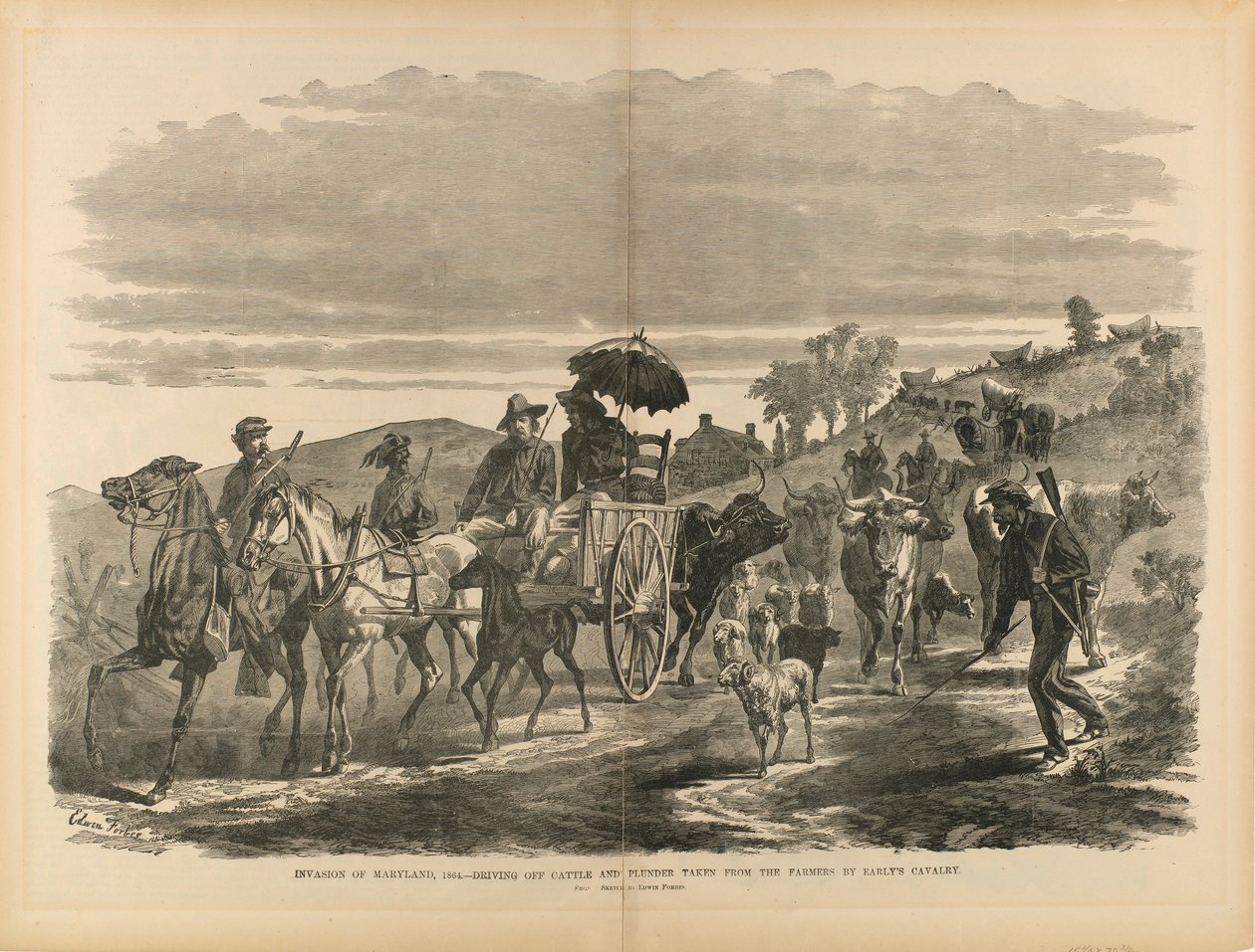 Maryland inváziója, 1864 - Early lovassága által a farmerektől elvett marhák és zsákmányok elűzése, a "Katona a polgárháborúban" című könyvből. alkotó: Edwin Forbes