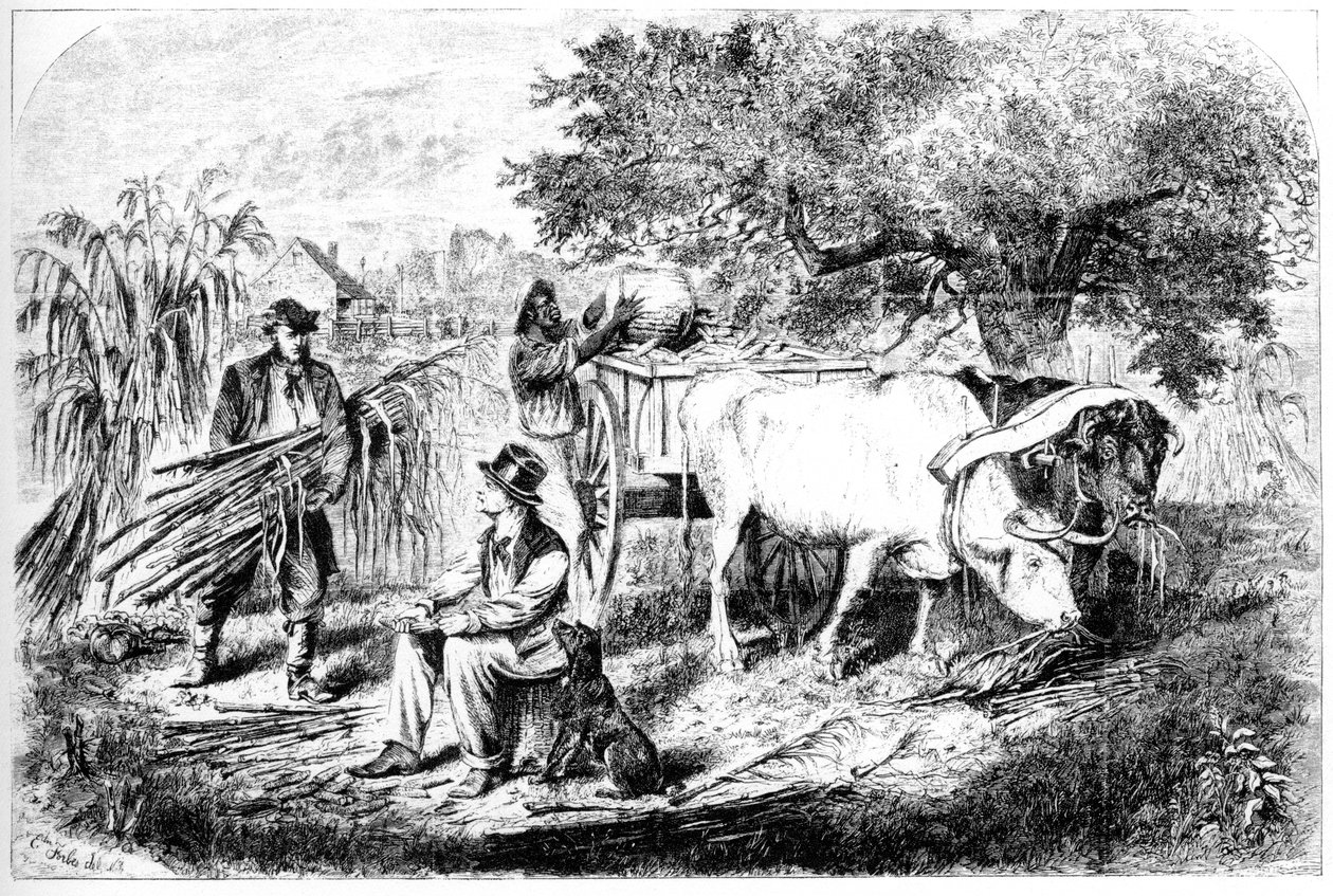 Kukoricát hordó ökrök, XIX. alkotó: Edwin Forbes