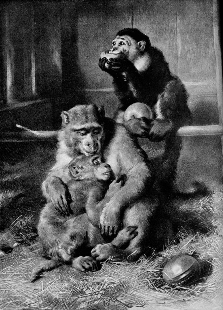 A beteg majom, 1875, 1912 alkotó: Edwin Landseer