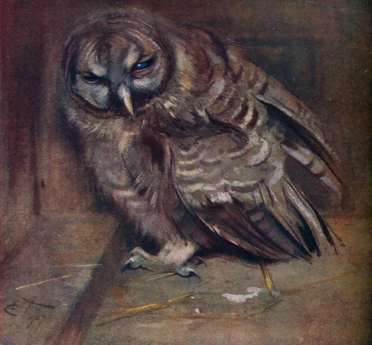 Egy fiatal barna bagoly, 1907 alkotó: Edwin John Alexander