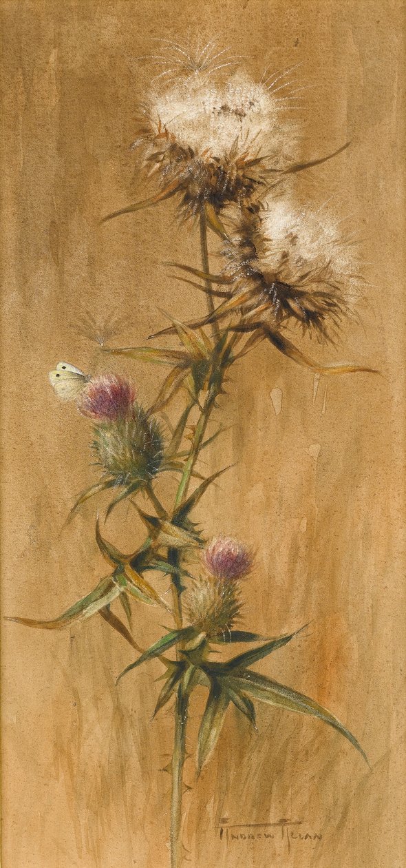 Butterfly on Thistle Heads (wc, papír) alkotó: Edwin John Alexander