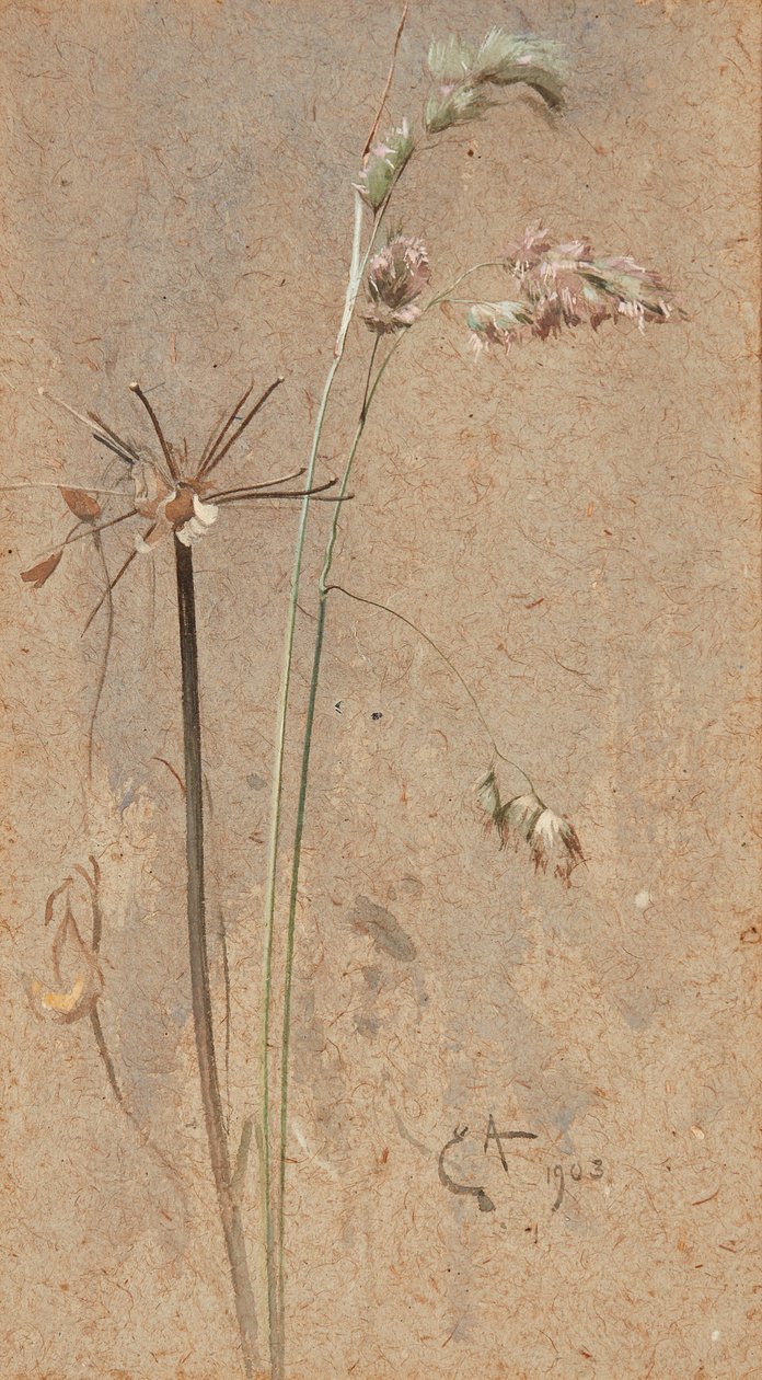 Cocksfoot Grass (akvarell súrolópapíron) alkotó: Edwin John Alexander
