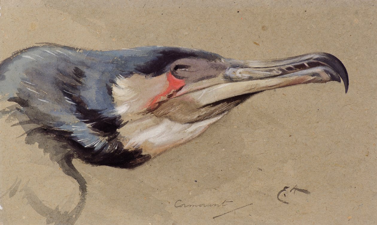 Kormorán (akvarell) alkotó: Edwin John Alexander