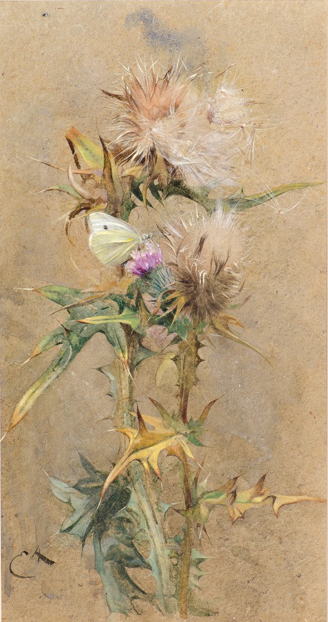 Bogáncs és pillangó (akvarell) alkotó: Edwin John Alexander