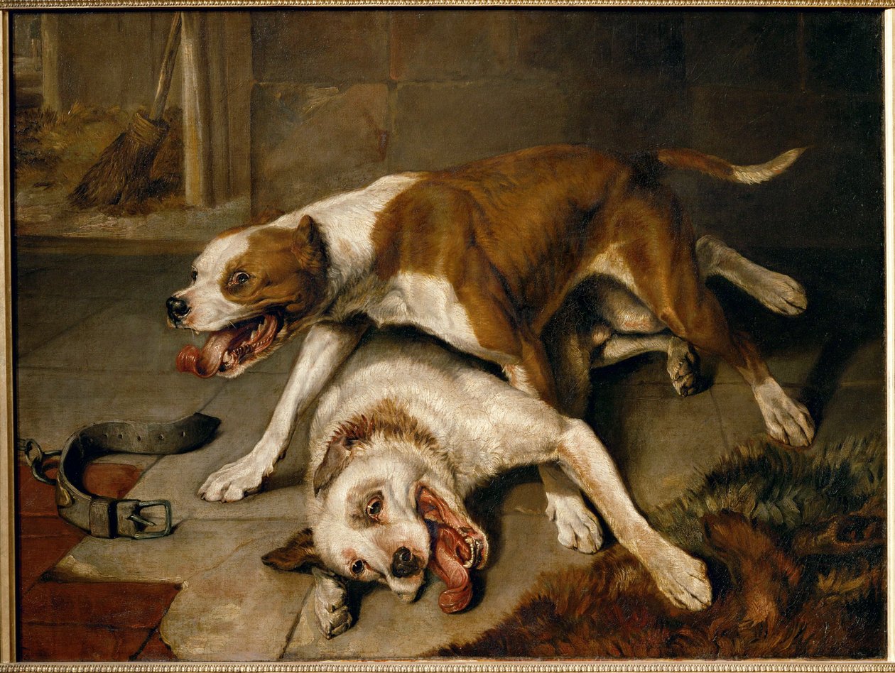 Chiens se battant, reprenant leur souffle - harci kutyák szünetet tartanak a levegővételhez ... alkotó: Edwin Landseer