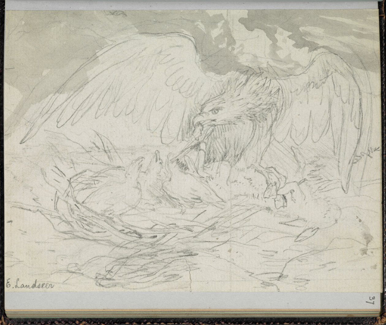 F. 37: Egy csibéket etető ragadozómadár, „Vázlatfüzet Charles Dickens-történetek jeleneteivel” (ceruza papíron) alkotó: Edwin Landseer