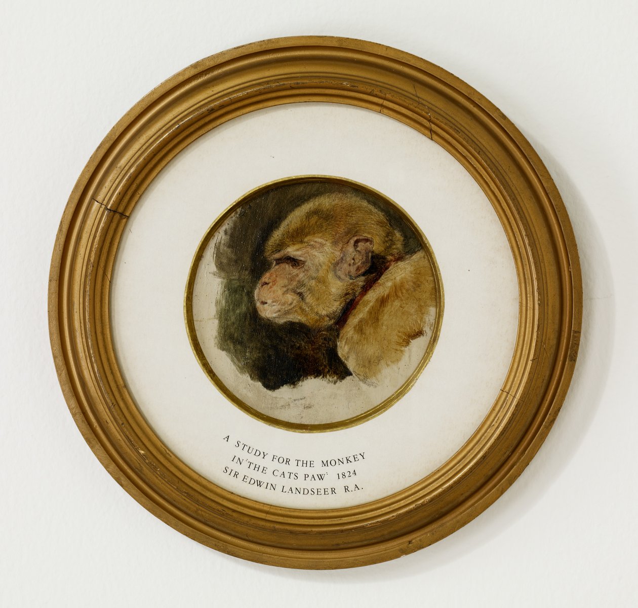 Tanulmány a majomról a „Macskamancs”-ban, 1824 (olaj és grafit tölgyfa panelen) (lásd még: 488012) alkotó: Edwin Landseer