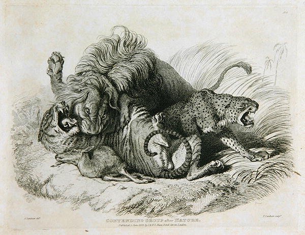 Versengő csoport a természet után, 6. tábla a húsz oroszlánok, tigrisek, párducok és leopárdok metszeteiből... vésette Thomas Landseer (1795-1880) 1823 alkotó: Edwin after Landseer