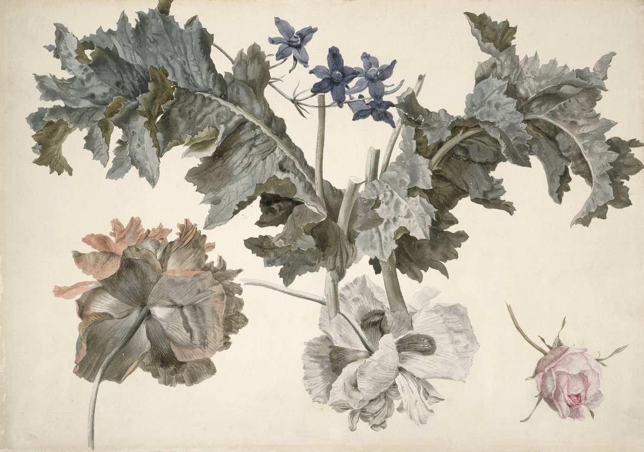 PD.424-1973 Kettős virágú ópium mák, máklevél, delphinium és rózsabimbó alkotó: Eelke Jelles Eelkema