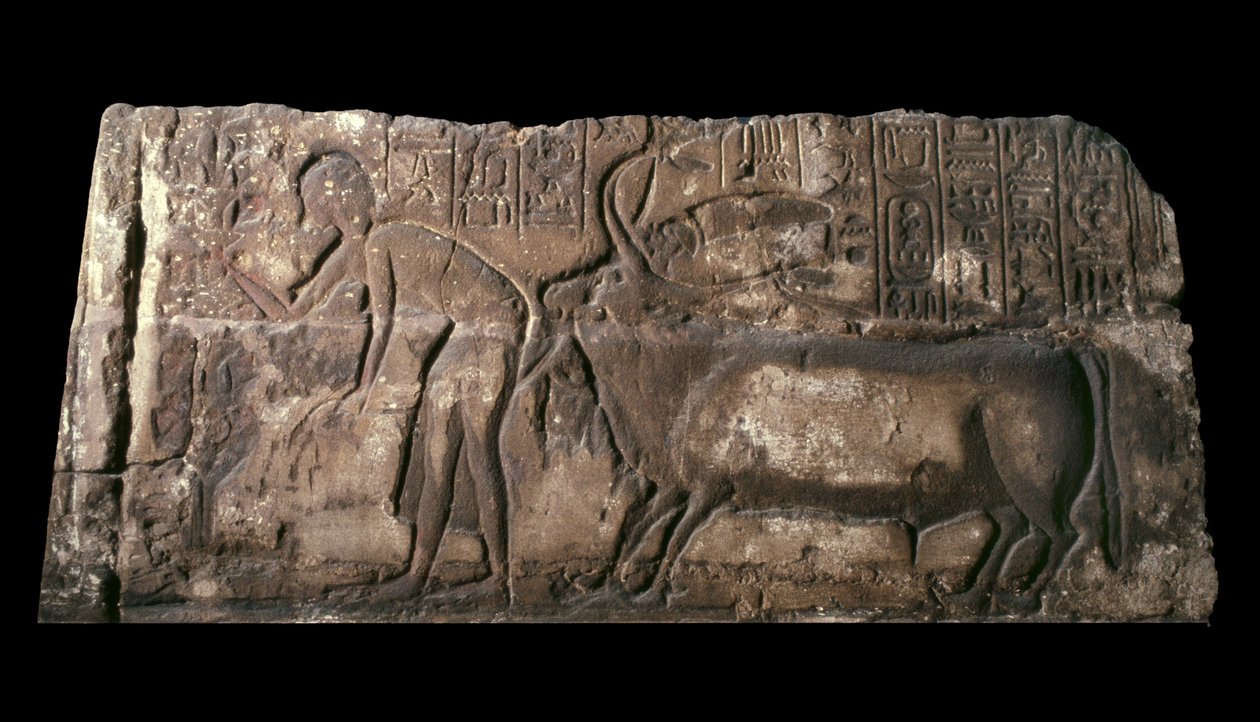 Homokkőtömb Satepatenkhayt ábrázoló, áldozati bikát bemutató, Kr.e. 1333-23 homokkő alkotó: Egyptian 18th Dynasty