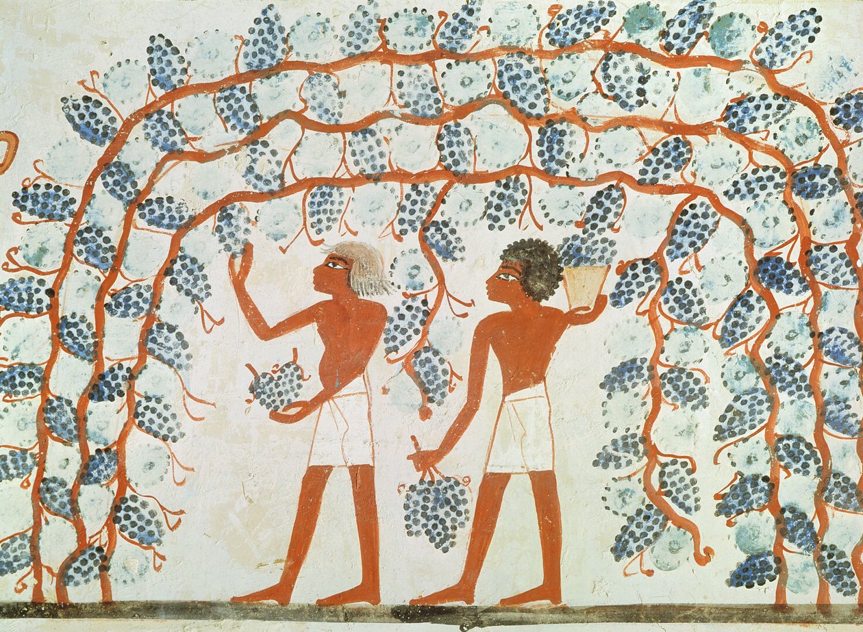Szőlőszedés, Nakht sírjából, Új Királyság (falfestmény) alkotó: Egyptian 18th Dynasty