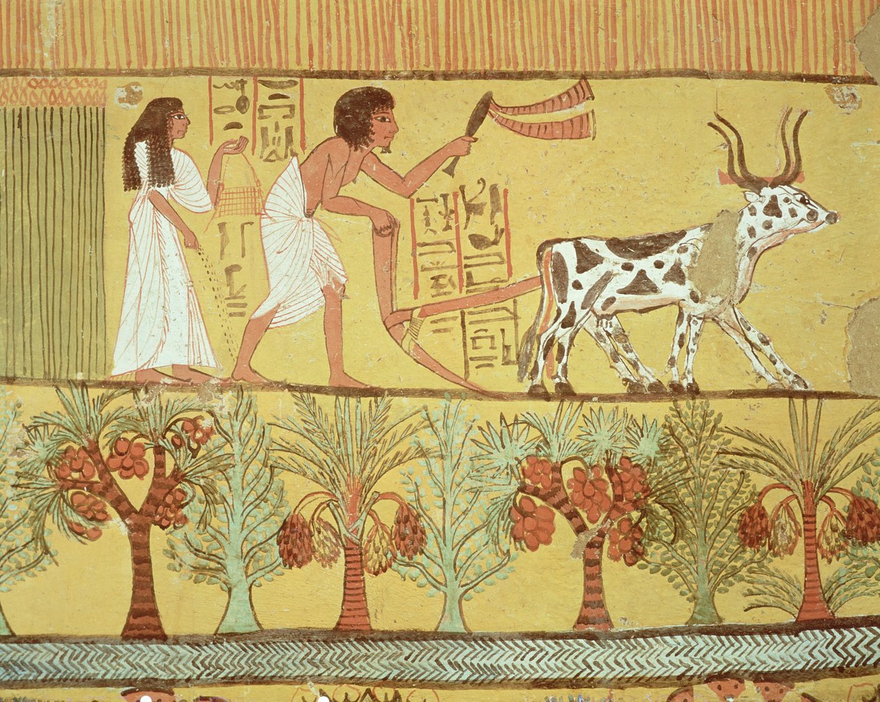 Sennedjem és felesége a szántóföldeken vetés és talajművelés, Sennedjem sírjából, The Workers Village, New Kingdom (falfestmény) alkotó: Egyptian 19th Dynasty