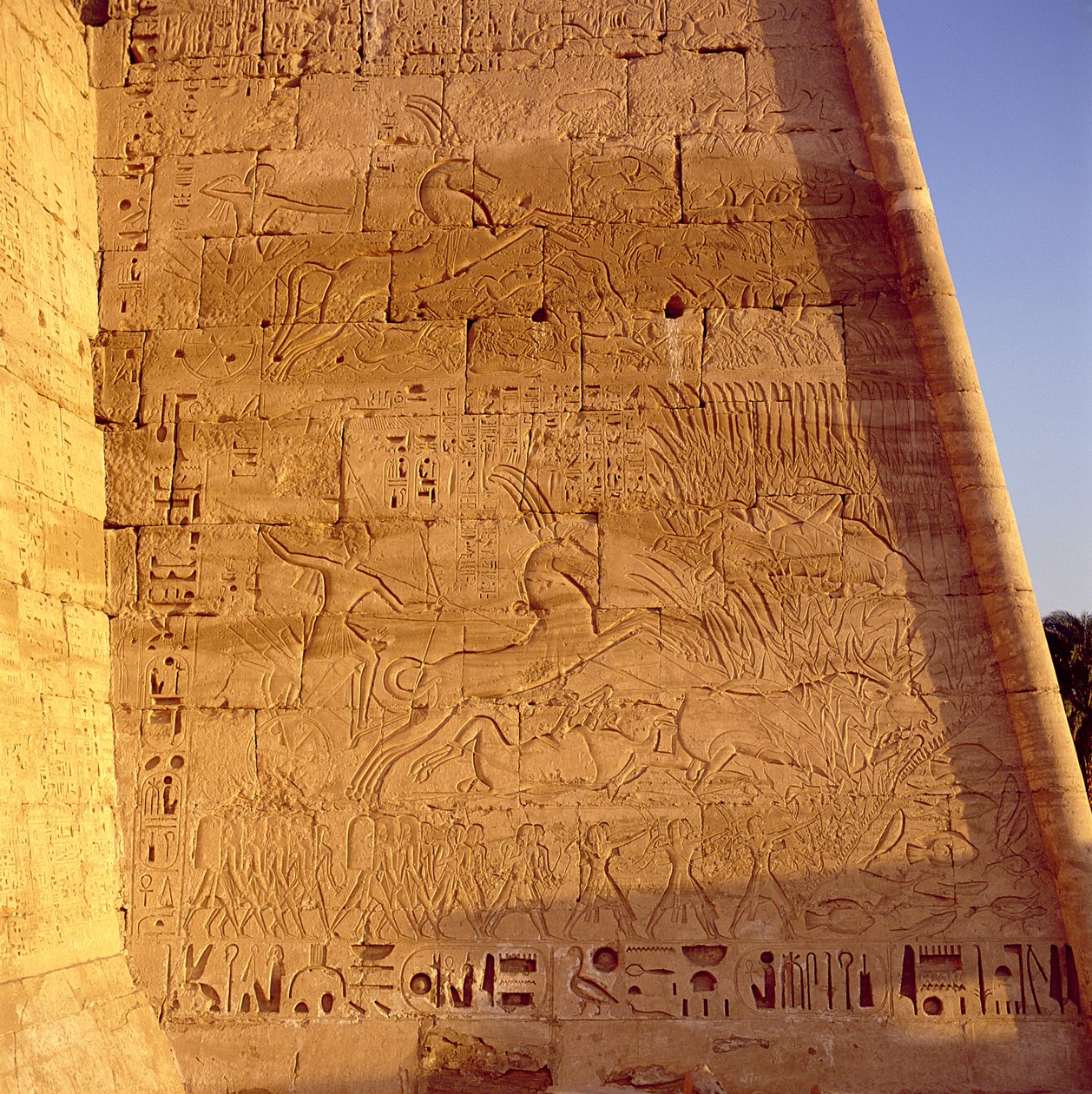 III. Ramszesz (Kr. e. 1184-1153) vadon élő bikákra vadászik a III. Ramszesz templomának első oszlopában, dombormű, Új Királyság alkotó: Egyptian 20th Dynasty