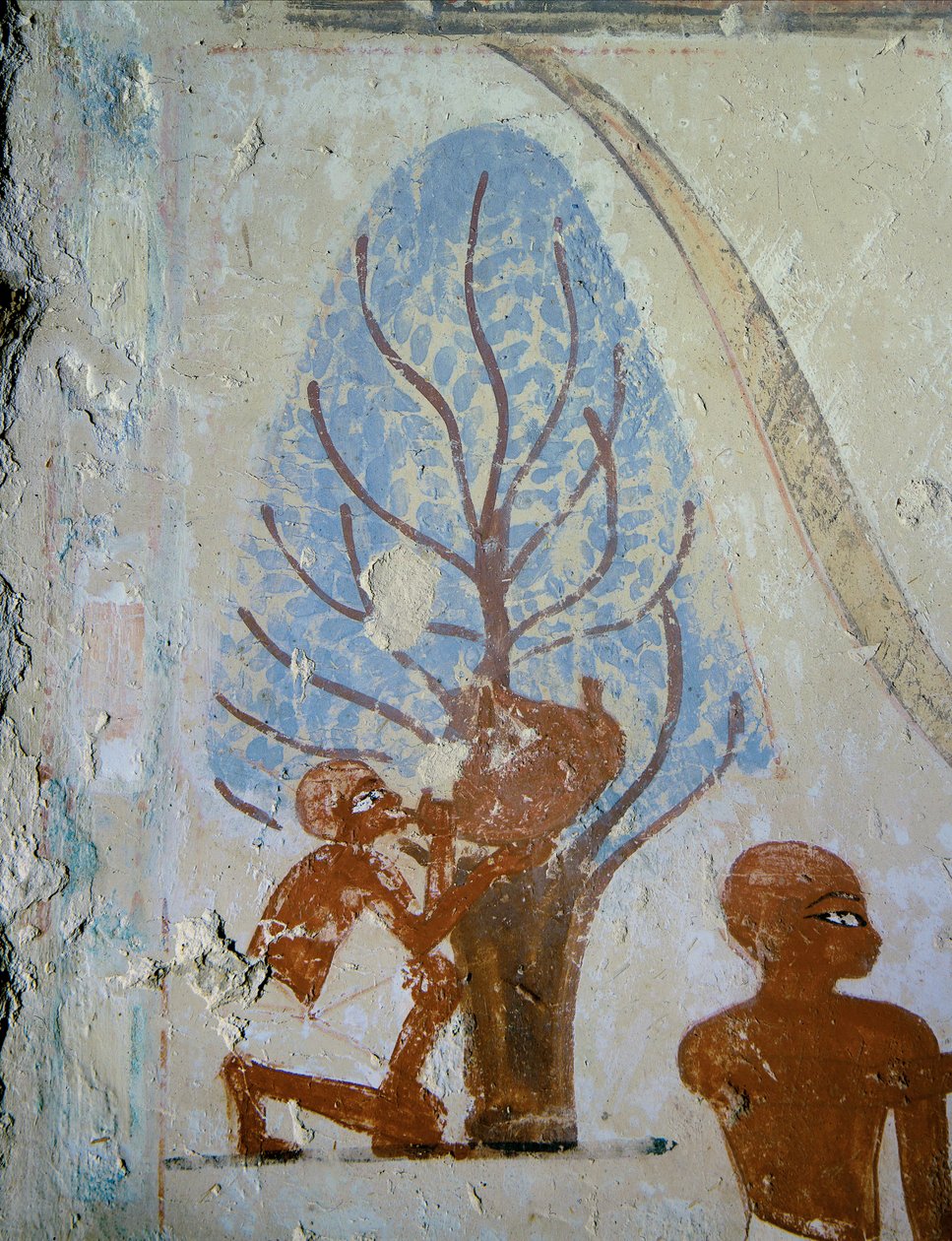 Egy paraszt iszik egy vizespohárból ... alkotó: Egyptian 18th Dynasty