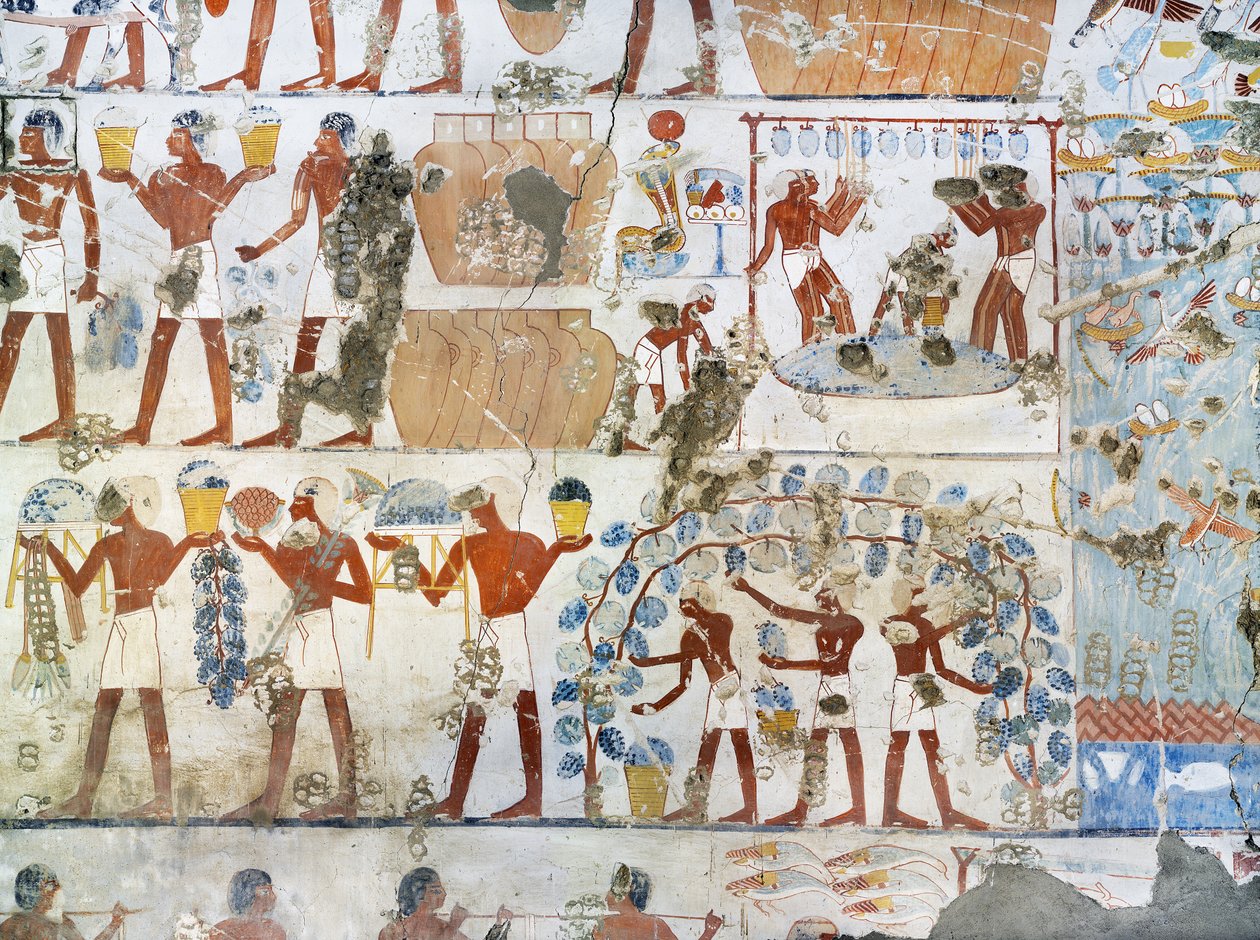 Egyiptom, Théba, Luxor, Abd al-Qurna sejk, Menkheper királyi magtárfelügyelő sírja, Falfestmények, Szőlőszüret és borkészítés alkotó: Egyptian 18th Dynasty