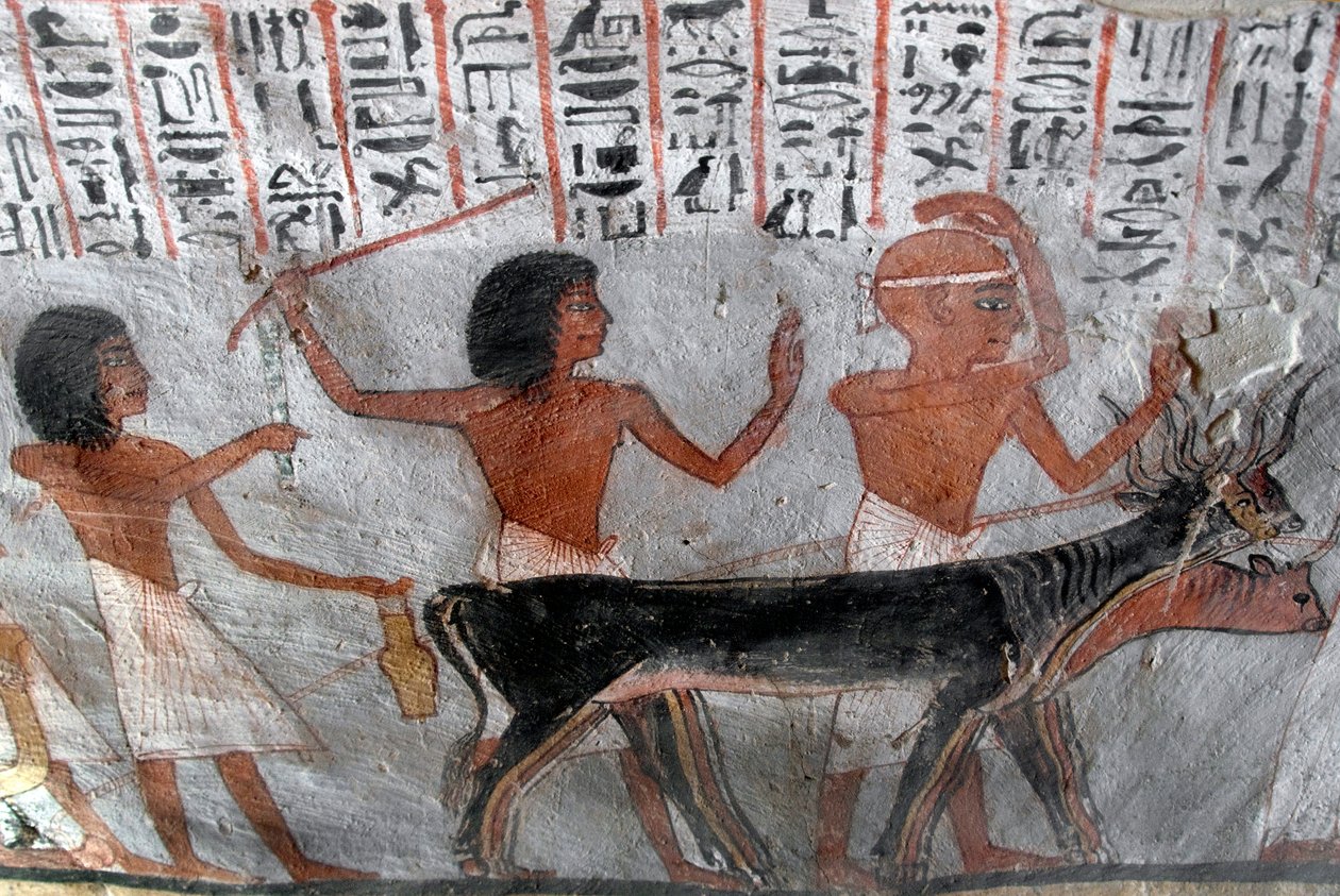 Egyiptomi ókor: bétail fejeket vezető karakterek. Roy sírjának festménye (TT255). 18. dinasztia. Luxor Ciszjordániájáról, Egyiptomból alkotó: Egyptian 18th Dynasty