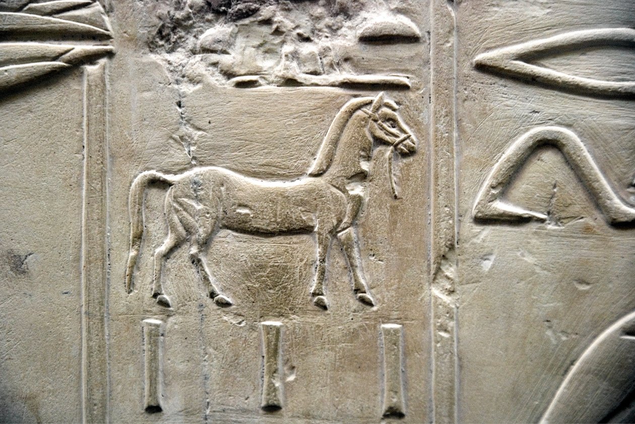Egyiptomi antikvitás: ló ábrázolása. Ramose vezír sírjának alacsony domborműve (18. dinasztia). Luxor, Théba, Nemesek Völgye Egyiptom alkotó: Egyptian 18th Dynasty
